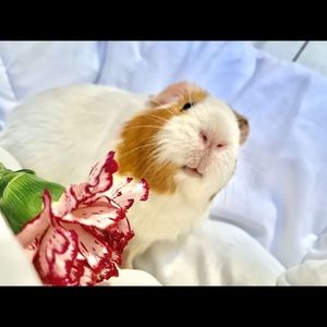 Meet your Posher, Lizzie